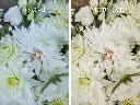 078_Vorher-Nachher_Before-After_Rhapsody_Wedding-Presets_Lightroom.webp